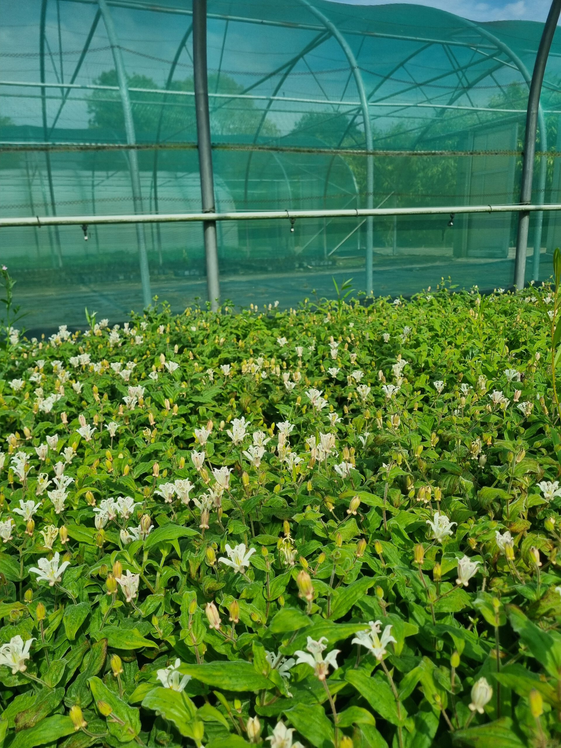 Tricyrtis hirta 'Alba' – Paddenlelie - Afbeelding 3