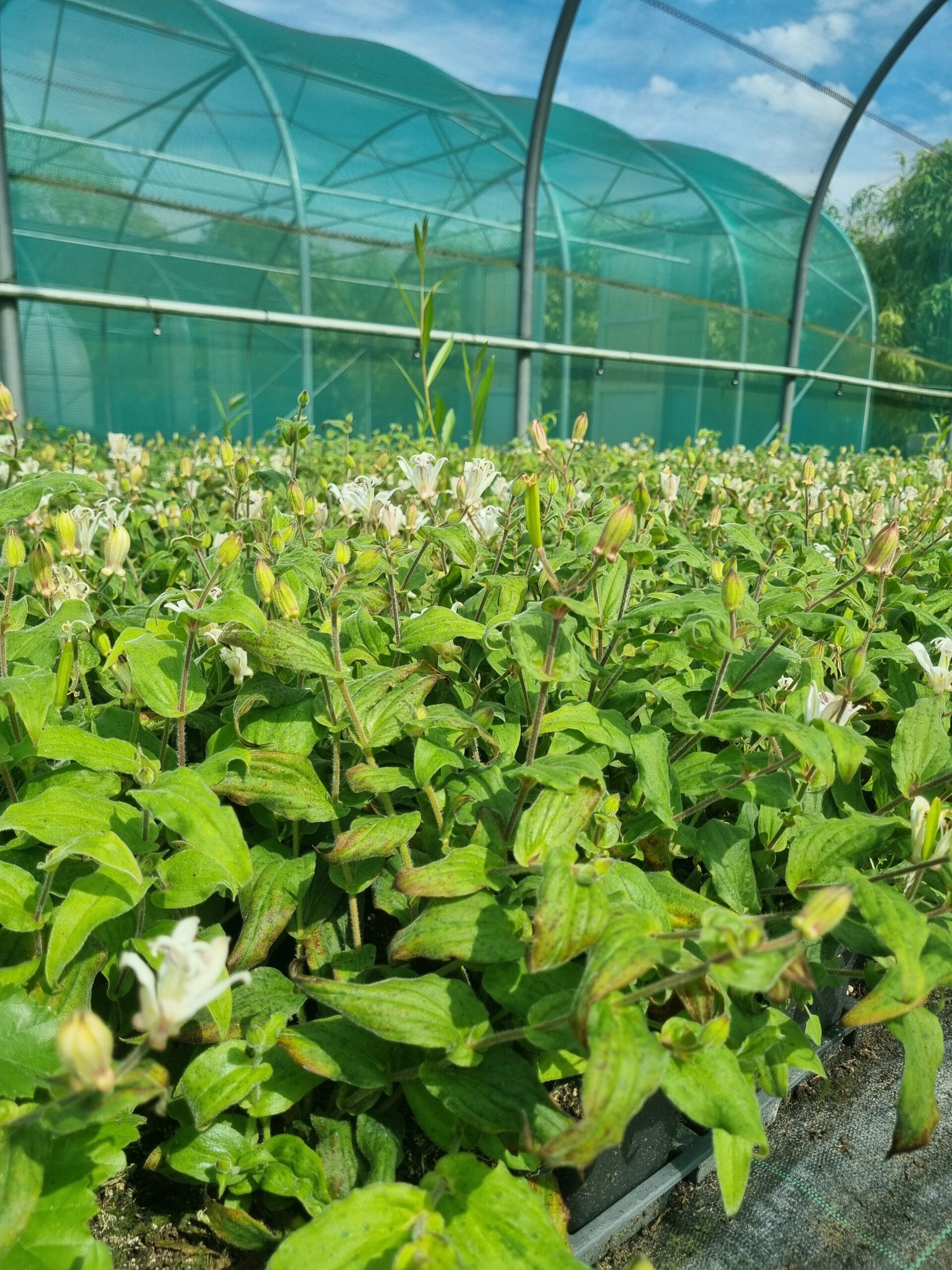 Tricyrtis hirta 'Alba' – Paddenlelie - Afbeelding 4
