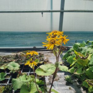 Ligularia dentata 'Othello' - Tongskruiskruid