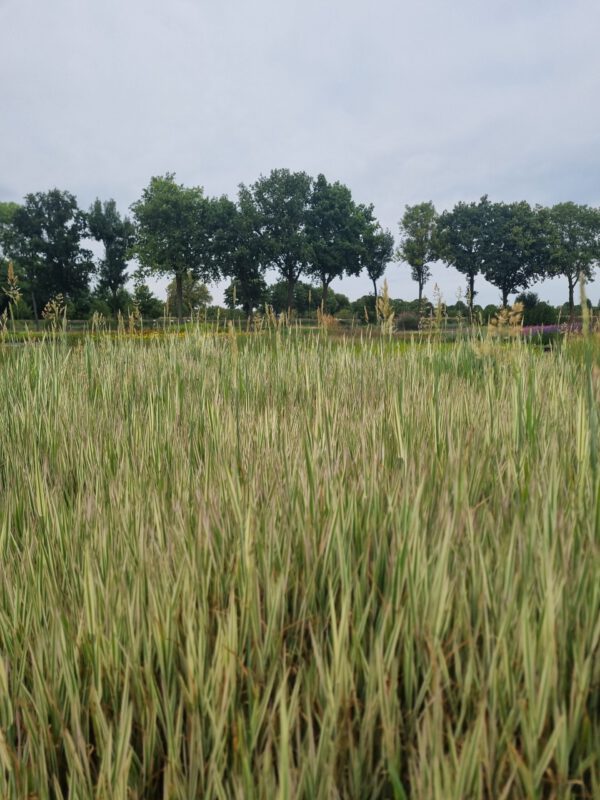 Holcus mollis ‘Albovariegatus’ – Dwerggrasje - Afbeelding 4