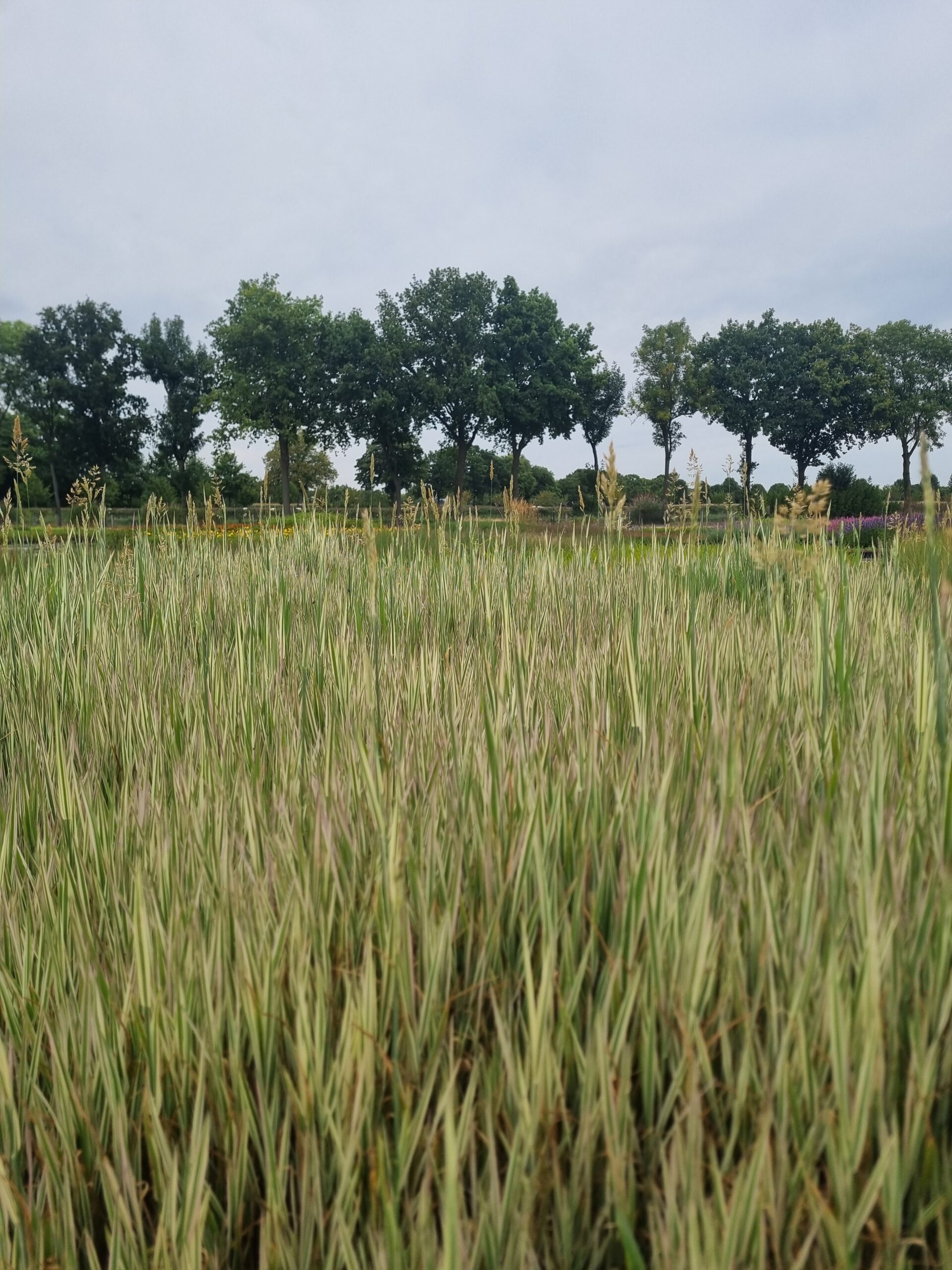 Holcus mollis ‘Albovariegatus’ – Dwerggrasje - Afbeelding 4