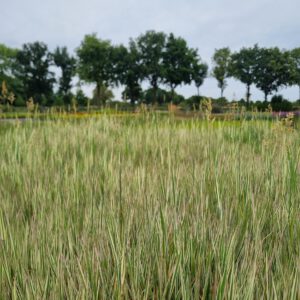 Holcus mollis ‘Albovariegatus’ – Dwerggrasje