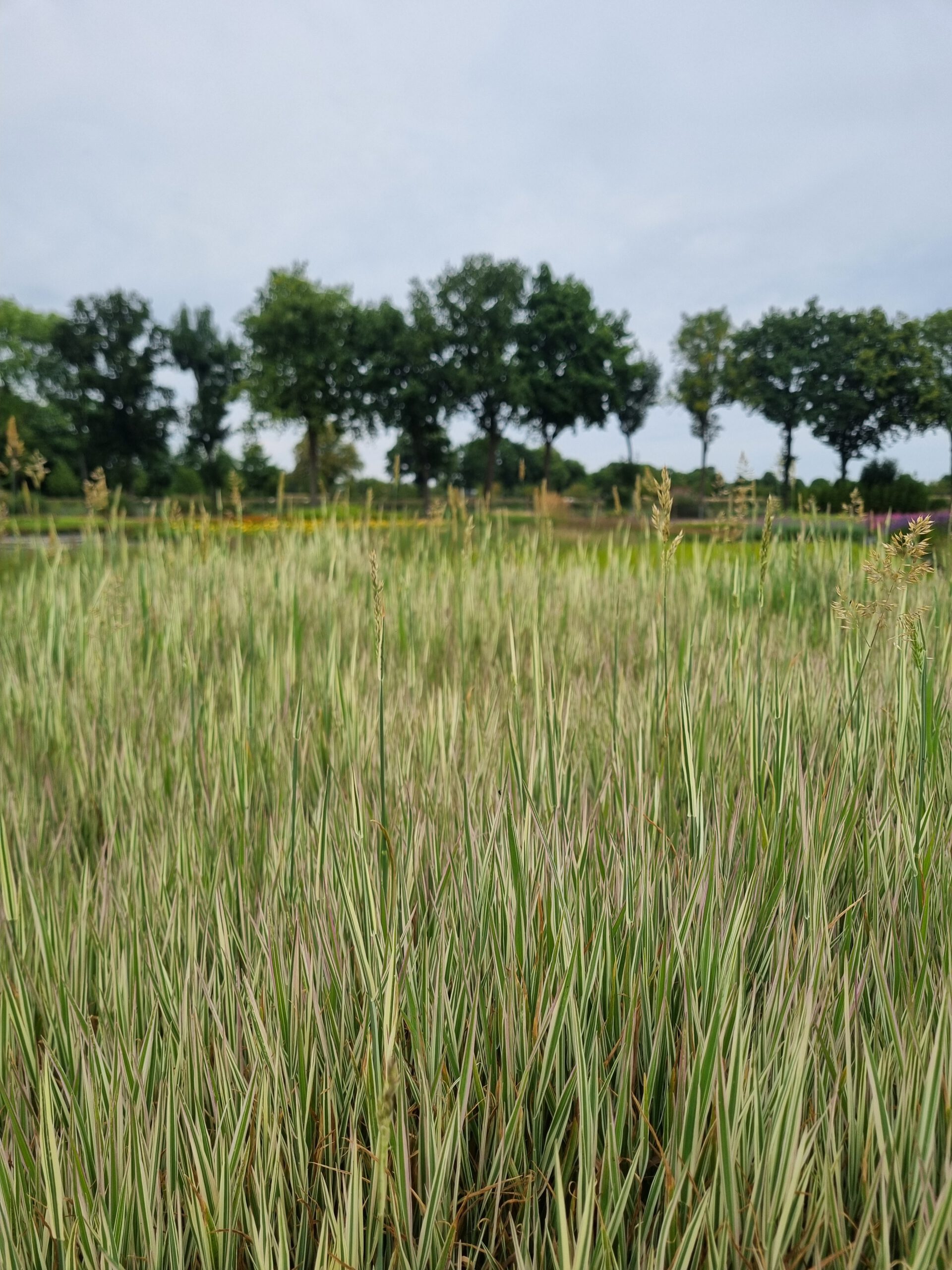 Holcus mollis ‘Albovariegatus’ – Dwerggrasje