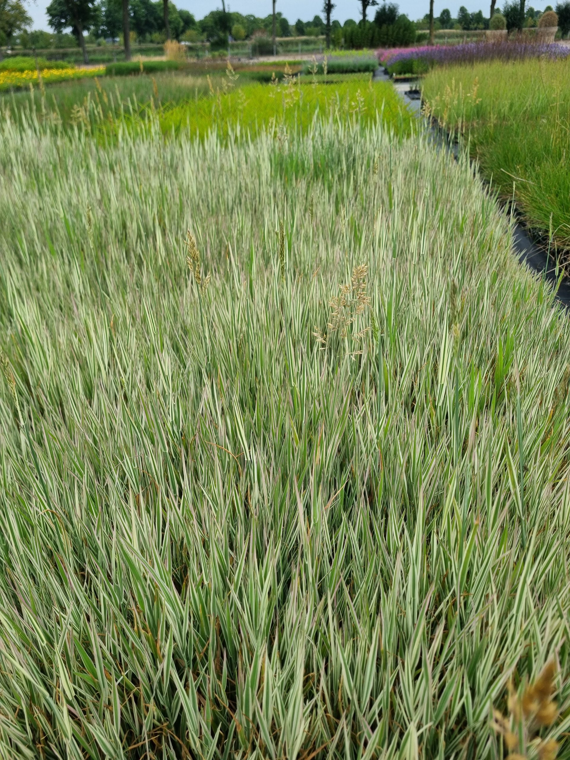 Holcus mollis ‘Albovariegatus’ – Dwerggrasje - Afbeelding 2