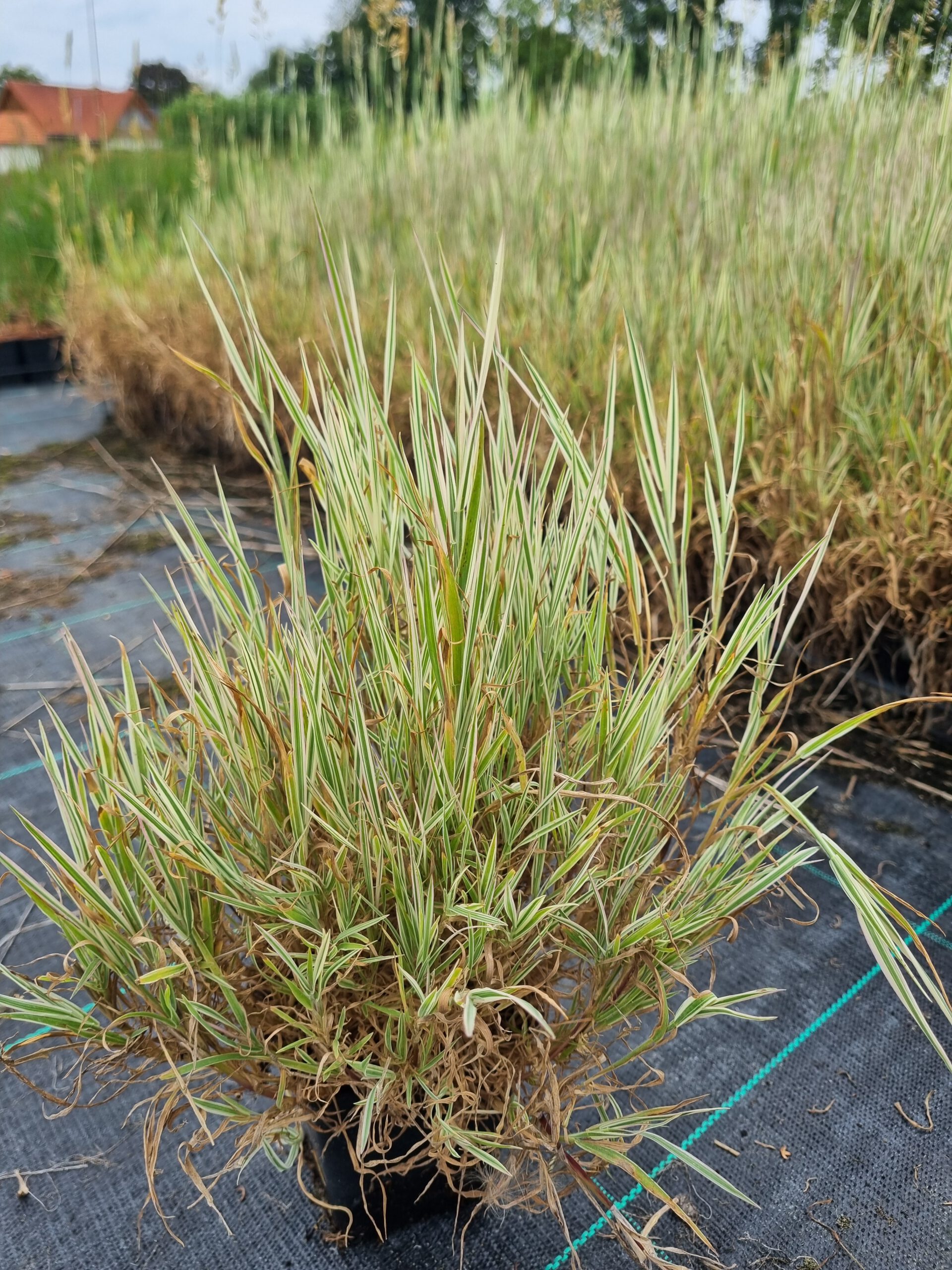 Holcus mollis ‘Albovariegatus’ – Dwerggrasje - Afbeelding 3