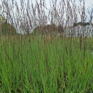 Molinia caerulea ‘Edith Dudszus’ – Pijpenstrootje