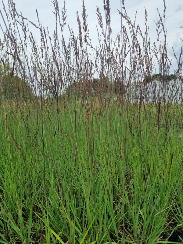 Molinia caerulea ‘Edith Dudszus’ – Pijpenstrootje