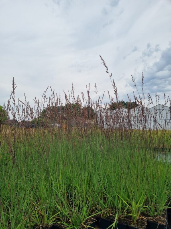 Molinia caerulea ‘Edith Dudszus’ – Pijpenstrootje - Afbeelding 3