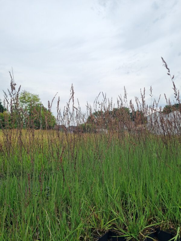 Molinia caerulea ‘Edith Dudszus’ – Pijpenstrootje - Afbeelding 2