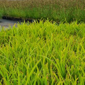 Carex Pendula - Hangende zegge