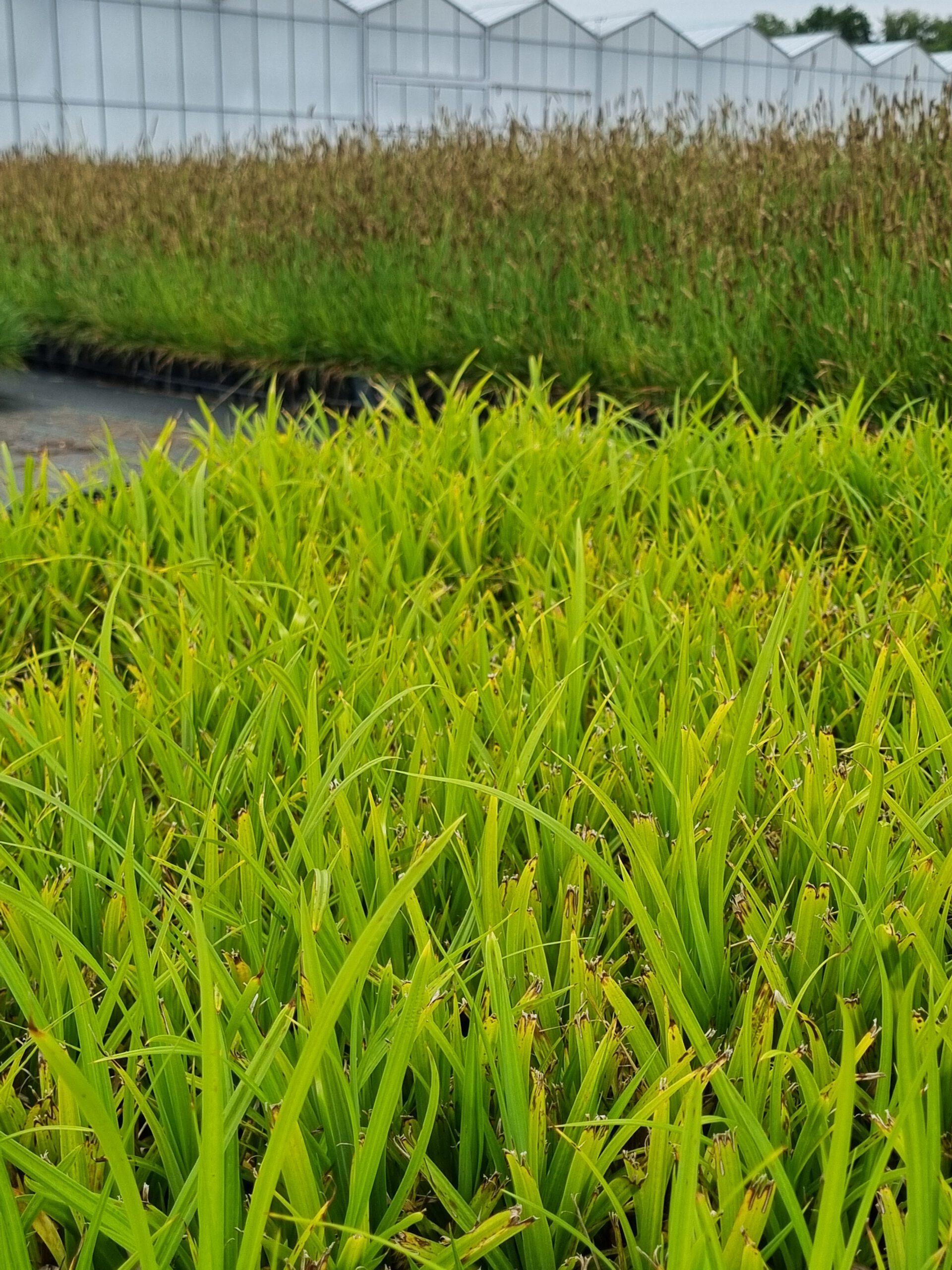 Carex Pendula - Hangende zegge