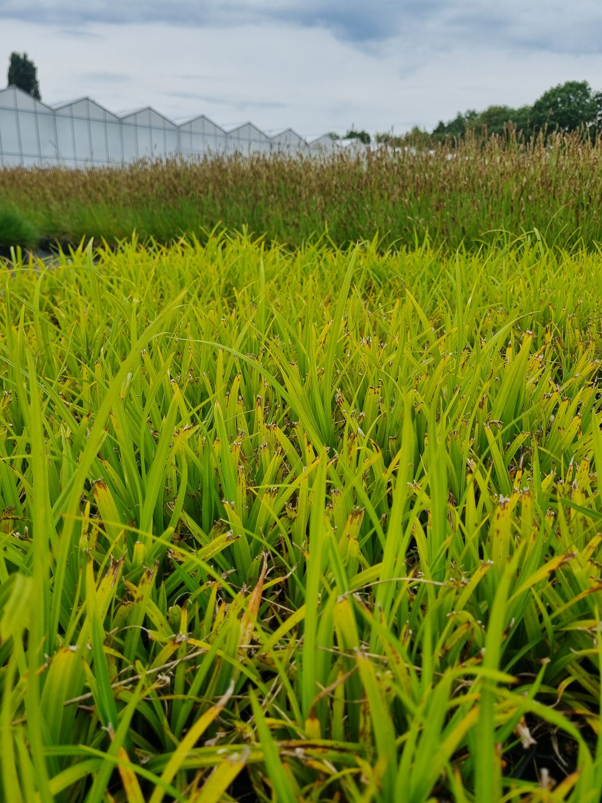 Carex Pendula - Hangende zegge - Afbeelding 2