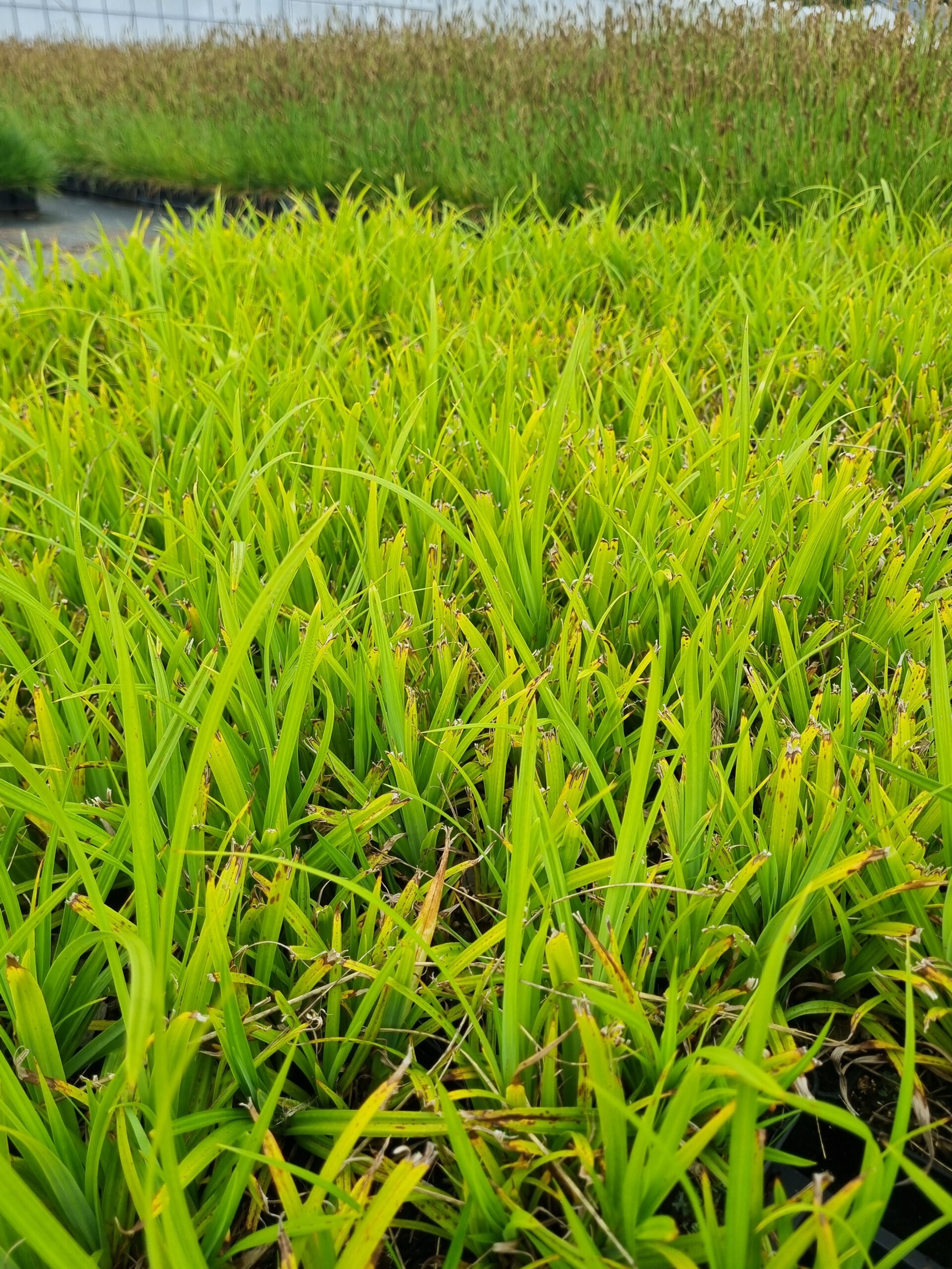 Carex Pendula - Hangende zegge - Afbeelding 3