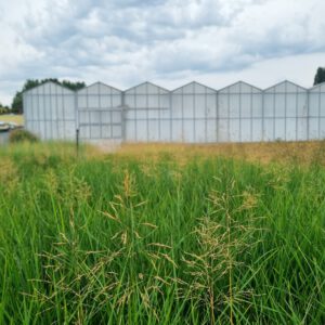 Deschampsia cespitosa - Ruwe smele