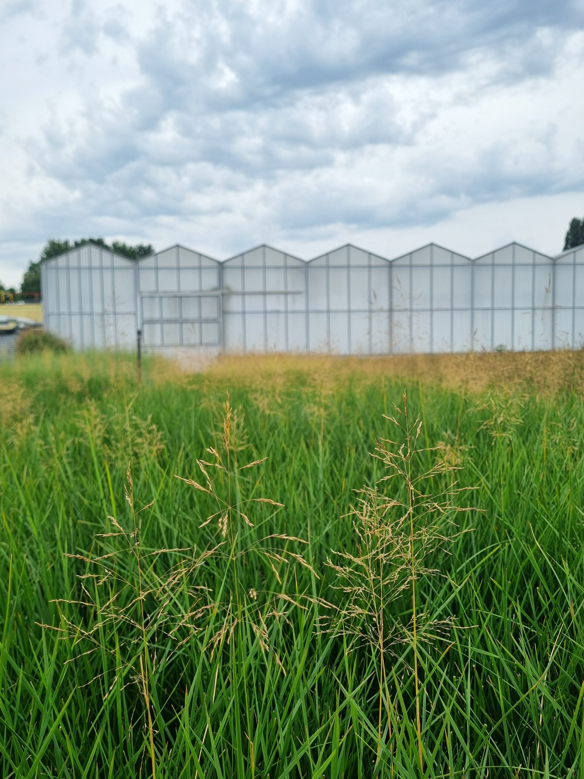 Deschampsia cespitosa - Ruwe smele
