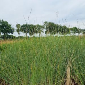 Poa labillardierii - Beemdgras
