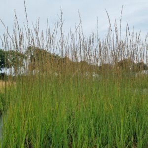 Molinia caerulea ‘Heidebraut’ – Pijpenstrootje