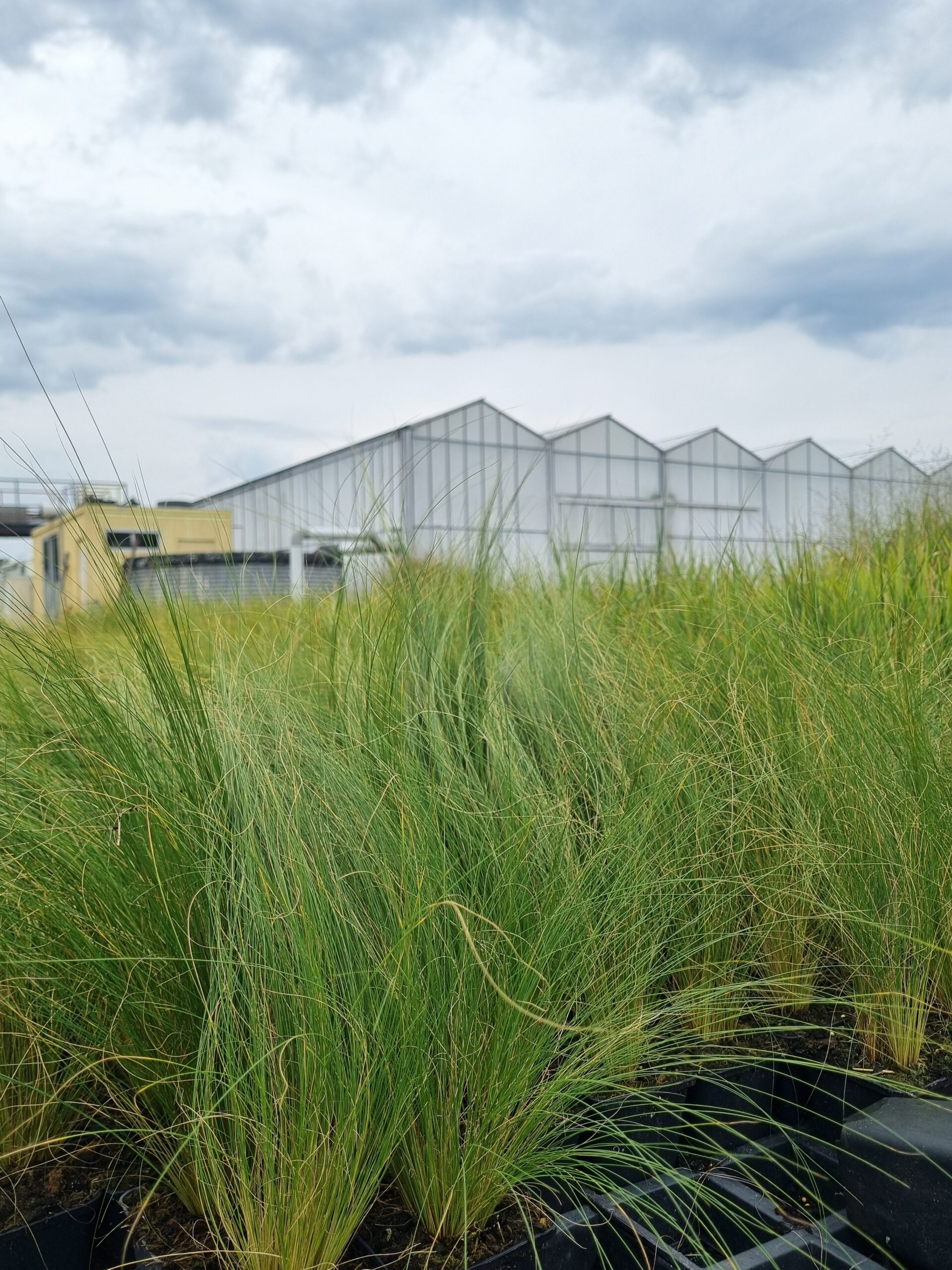 Stipa 'Pony Tails' – Vedergras - Afbeelding 3