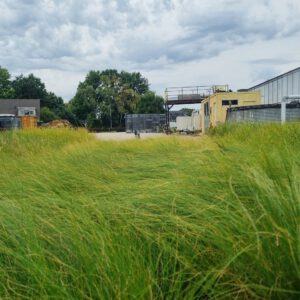 Stipa 'Pony Tails' – Vedergras