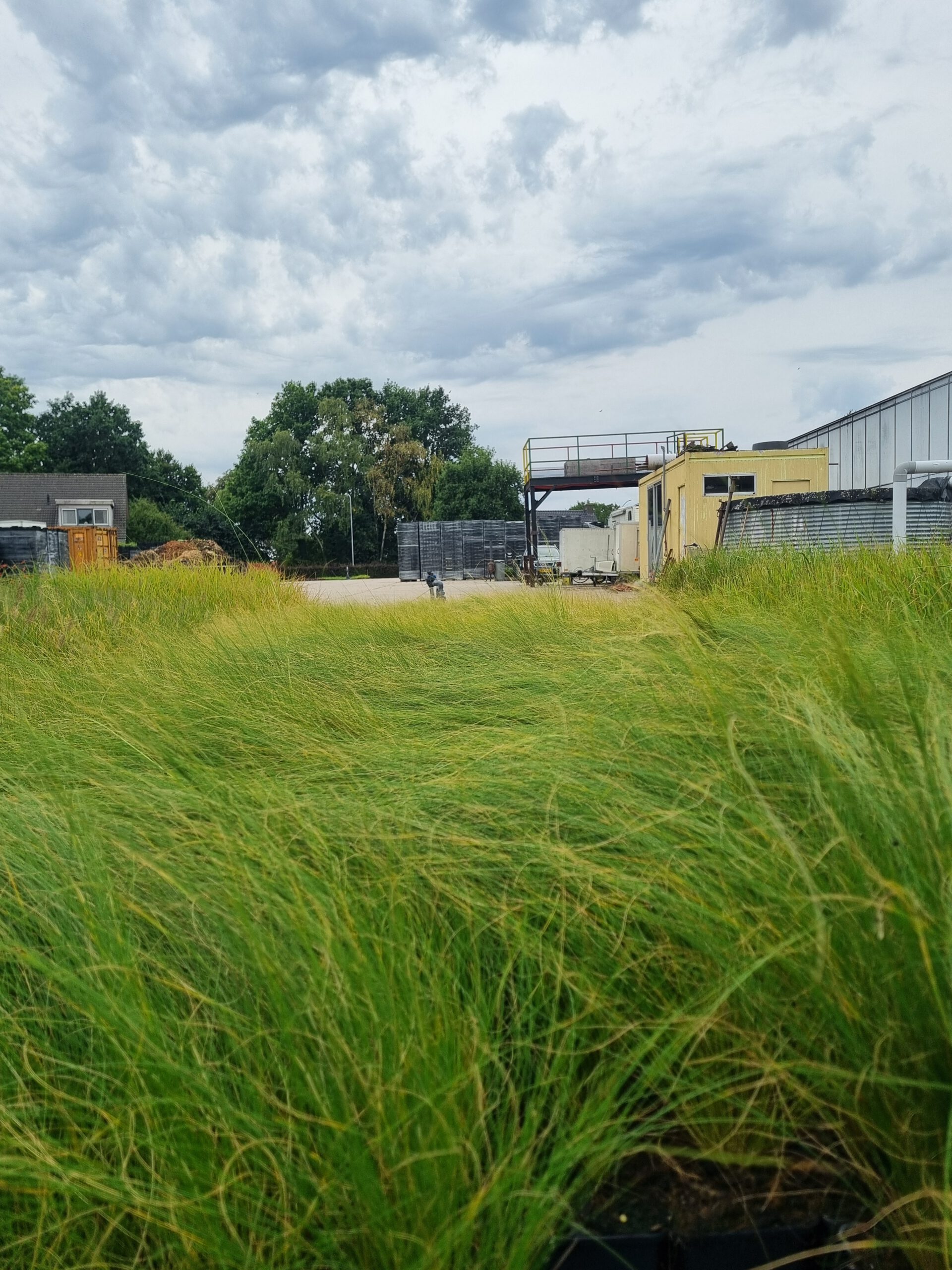 Stipa 'Pony Tails' – Vedergras