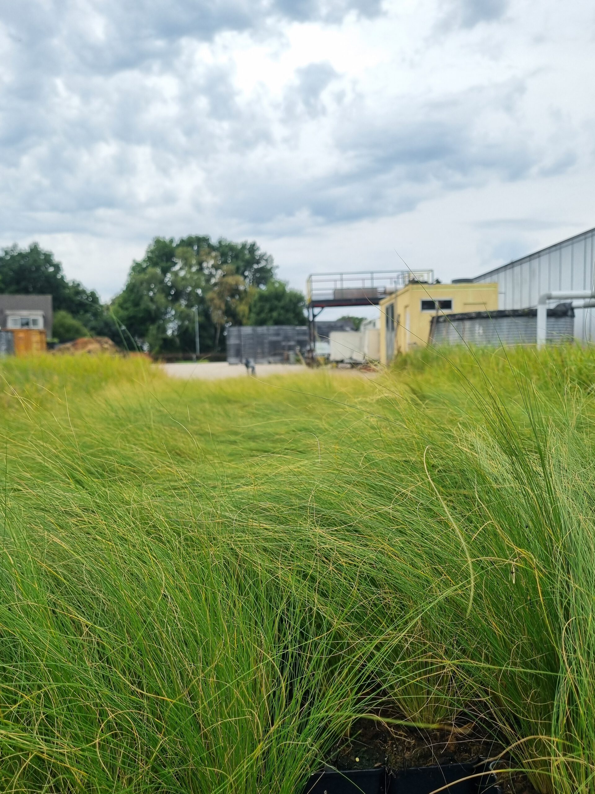 Stipa 'Pony Tails' – Vedergras - Afbeelding 4