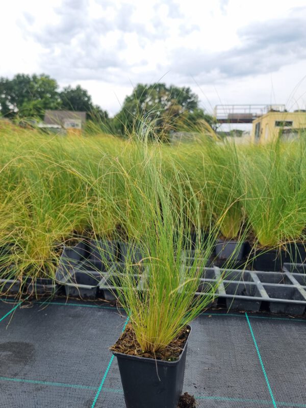 Stipa 'Pony Tails' – Vedergras - Afbeelding 2