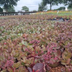 Sedum hybridum 'Karfunkelstein' - Hemelsleutel