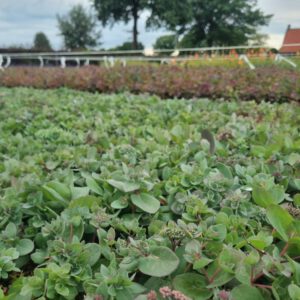Sedum telephium 'Red Cauli' - Hemelsleutel