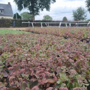 Sedum telephium 'Bon Bon' – Vetkruid