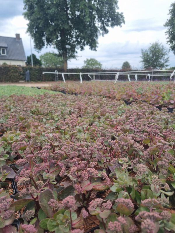 Sedum telephium 'Bon Bon' – Vetkruid
