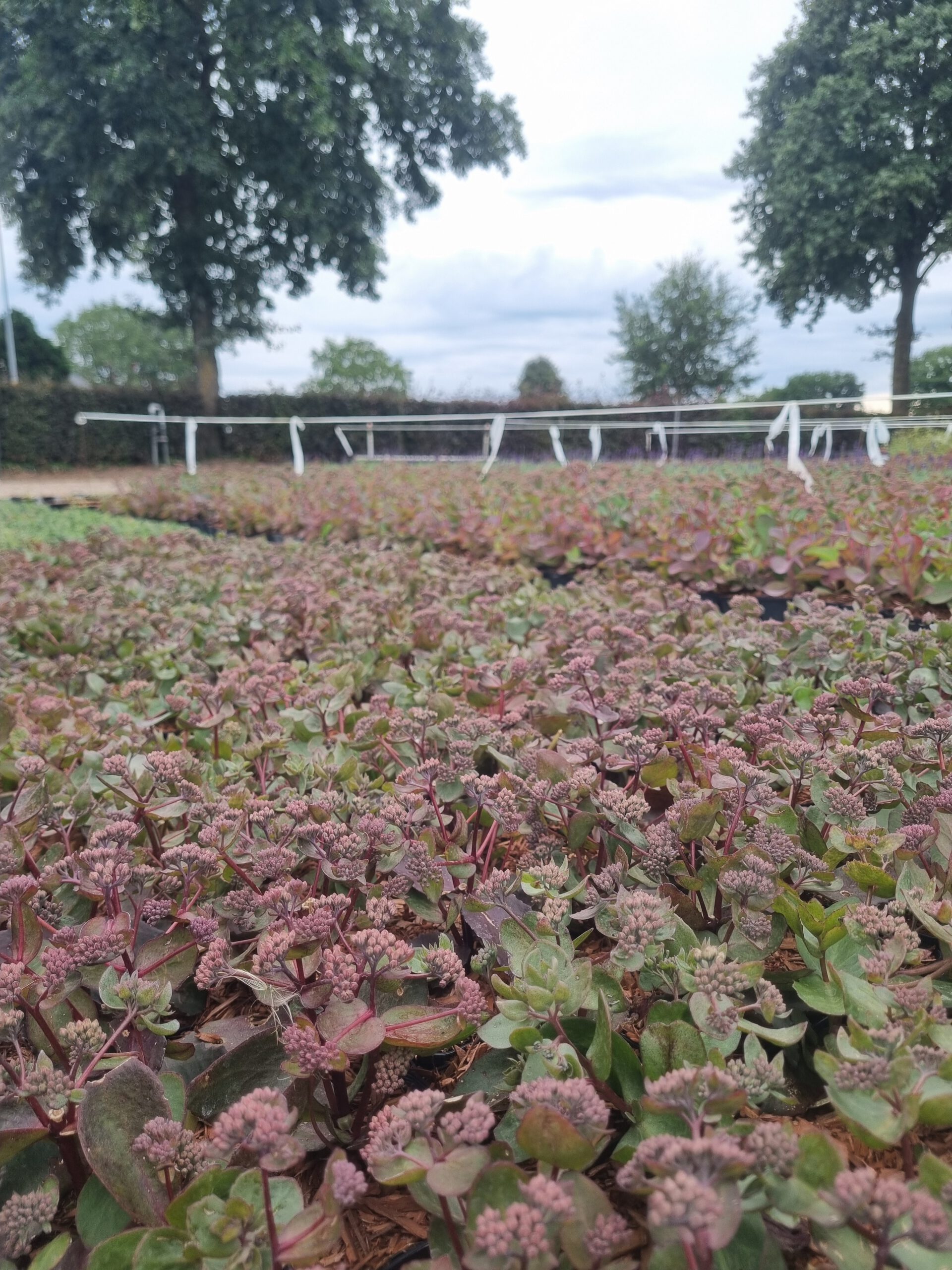 Sedum telephium 'Bon Bon' – Vetkruid - Afbeelding 3