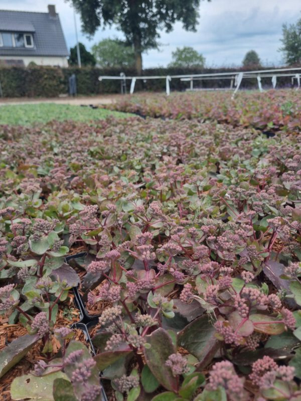 Sedum telephium 'Bon Bon' – Vetkruid - Afbeelding 2