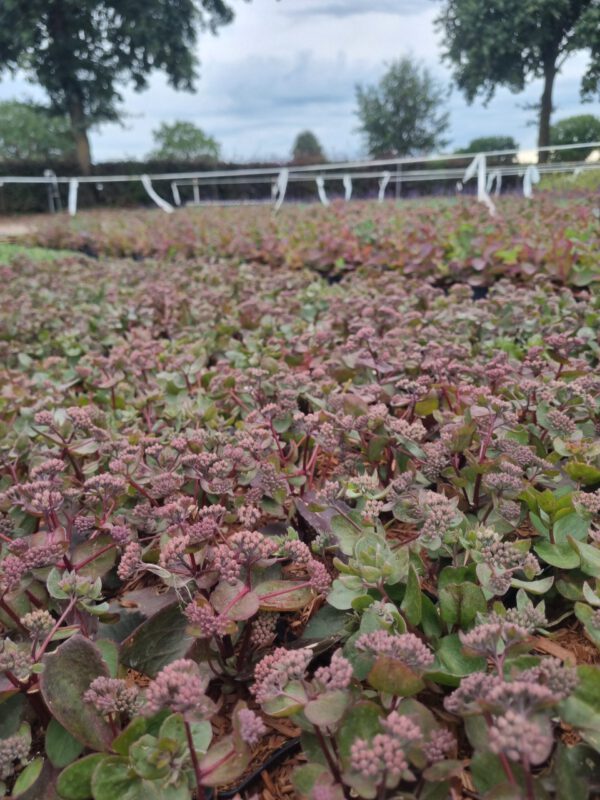 Sedum telephium 'Bon Bon' – Vetkruid - Afbeelding 4