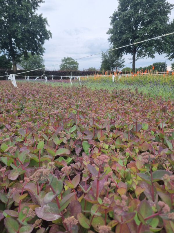 Sedum hybridum ‘Matrona’ - Vetkruid - Afbeelding 4
