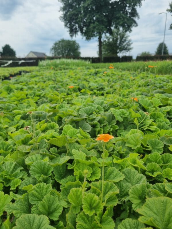 Geum coccineum 'Borisii' - Nagelkruid - Afbeelding 4