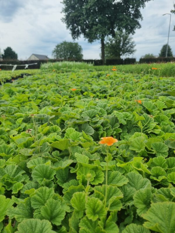 Geum coccineum 'Borisii' - Nagelkruid - Afbeelding 5