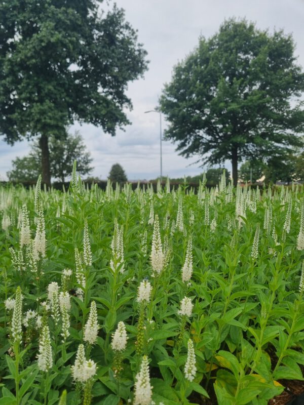 Veronica spicata 'Alba' – Ereprijs - Afbeelding 2
