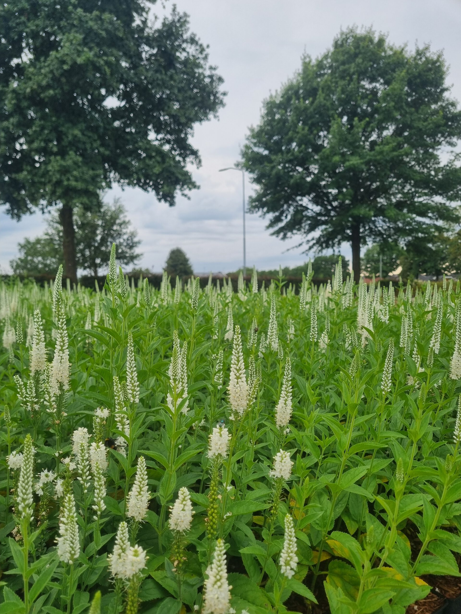 Veronica spicata 'Alba' – Ereprijs - Afbeelding 2