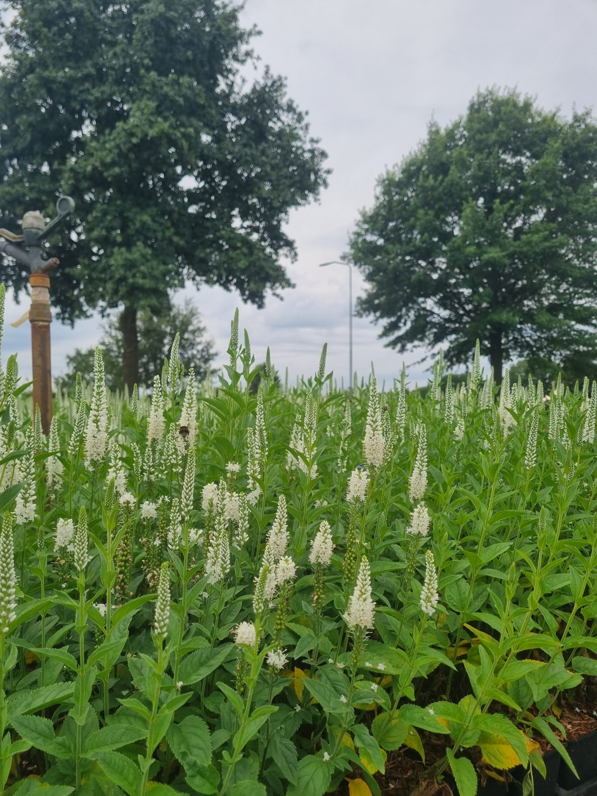 Veronica spicata 'Alba' – Ereprijs - Afbeelding 4