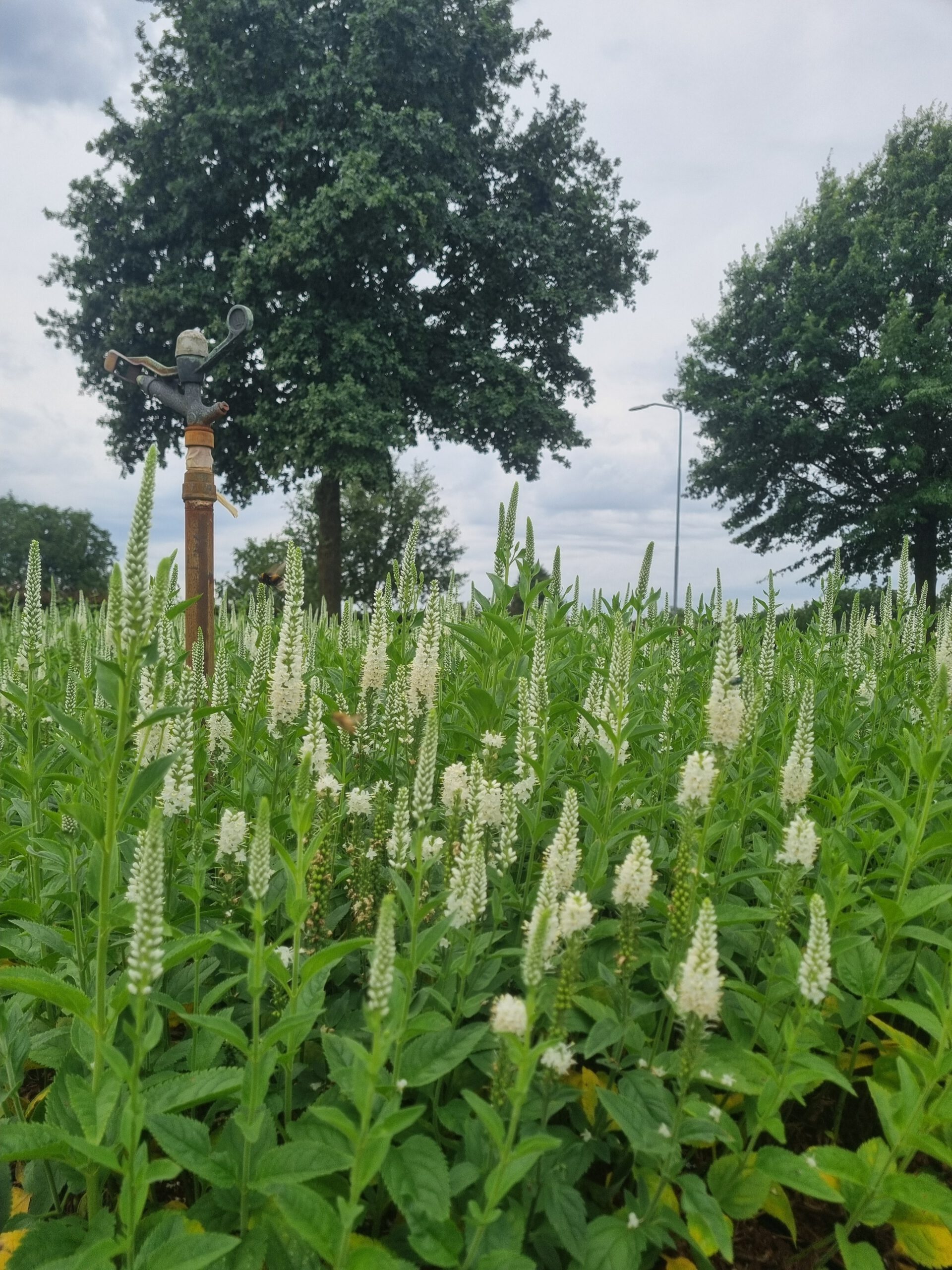 Veronica spicata 'Alba' – Ereprijs - Afbeelding 3