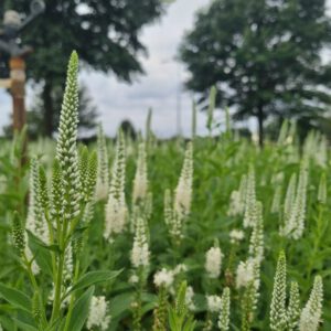 Veronica spicata 'Alba' – Ereprijs