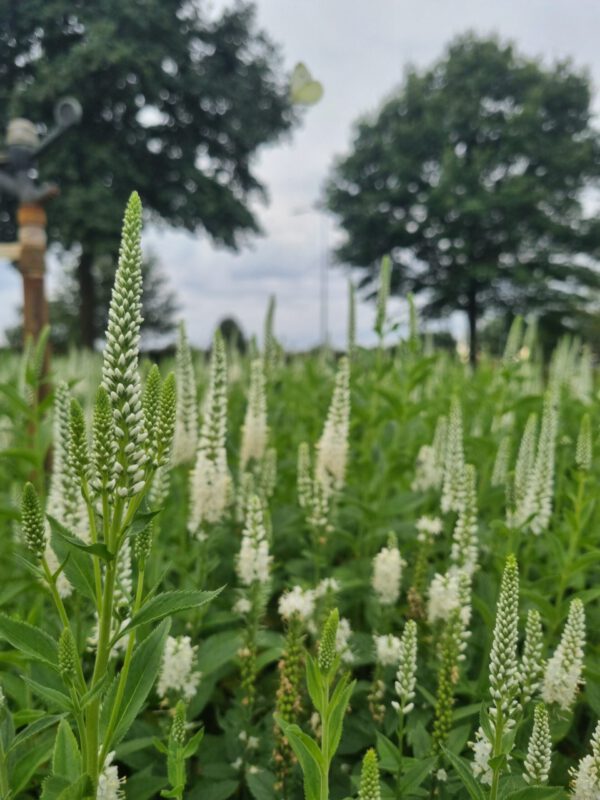 Veronica spicata 'Alba' – Ereprijs
