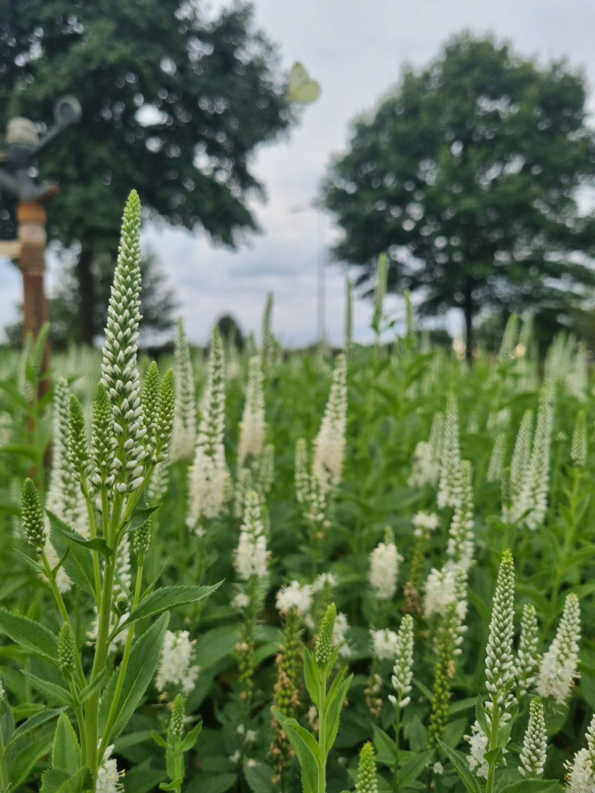 Veronica spicata 'Alba' – Ereprijs