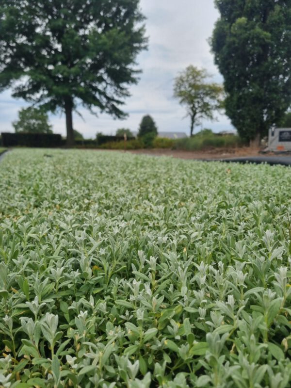 Cerastium tomentosum – Viltige hoornbloem - Afbeelding 4