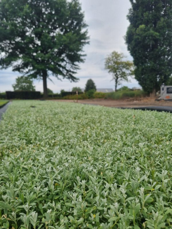 Cerastium tomentosum – Viltige hoornbloem - Afbeelding 6