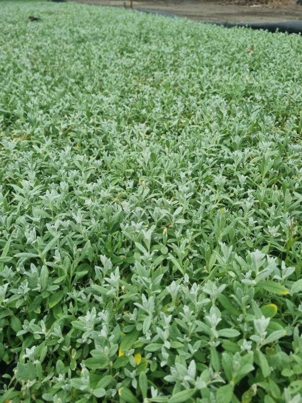 Cerastium tomentosum – Viltige hoornbloem - Afbeelding 5