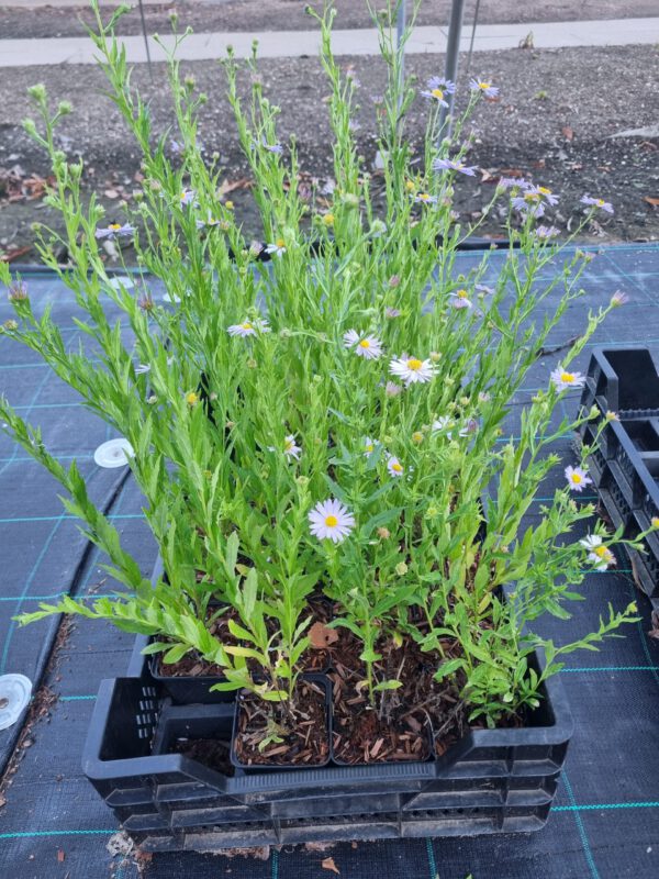 Kalimeris incisa 'Blue Star' - Zomeraster - Afbeelding 4