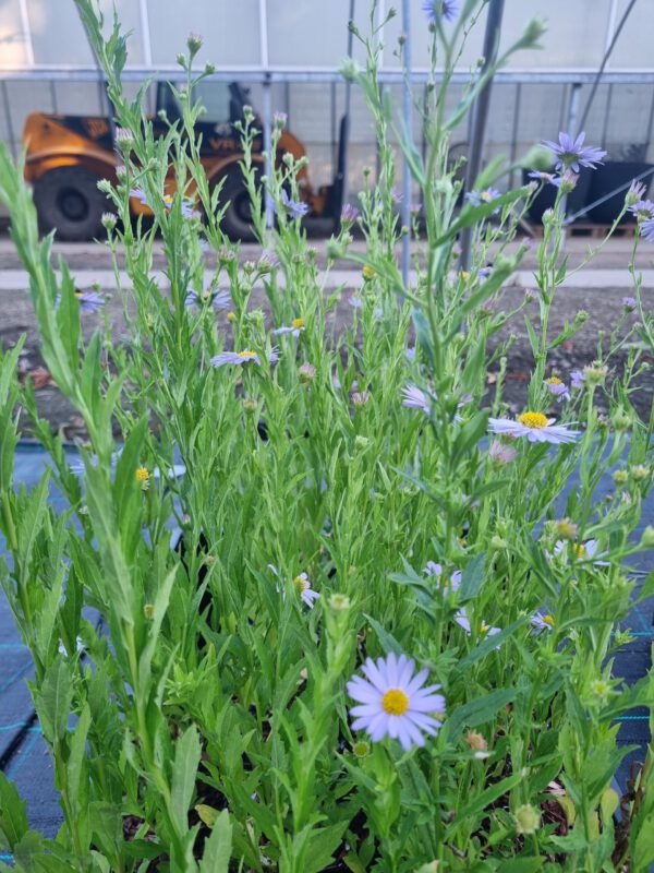 Kalimeris incisa 'Blue Star' - Zomeraster - Afbeelding 3