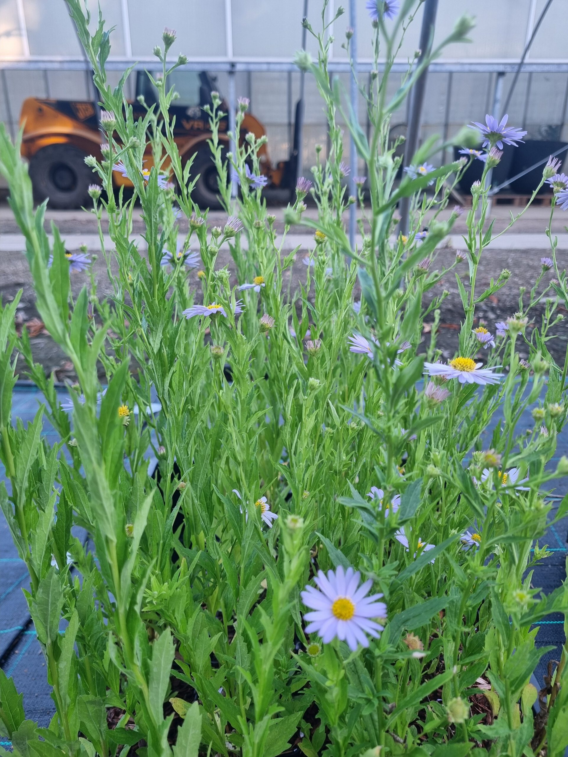 Kalimeris incisa 'Blue Star' - Zomeraster - Afbeelding 3