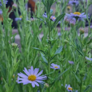 Kalimeris incisa 'Blue Star' - Zomeraster